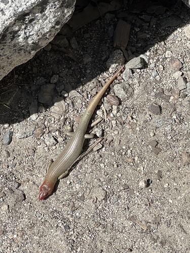 iNaturalist observation photo of Gilbert's Skink
