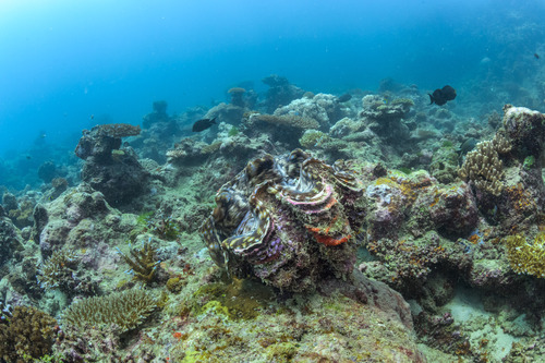 Fluted Giant Clam