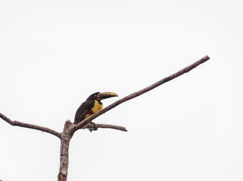Chestnut-eared Aracari