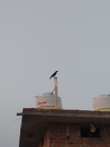 House Crow