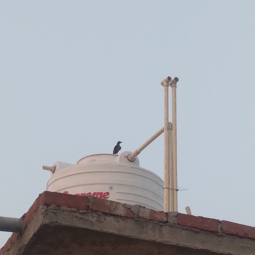 Brown Rock Chat