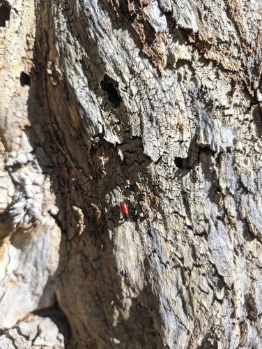 iNaturalist observation photo of Stansbury's Blister Beetle