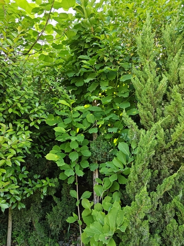 Yulan magnolia