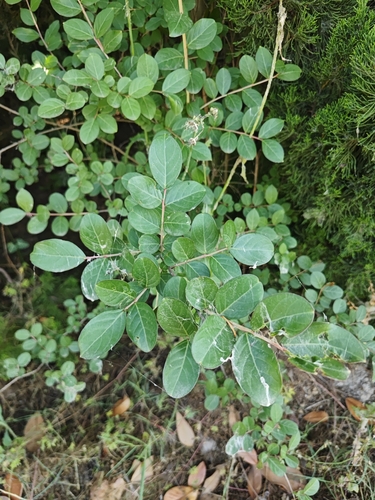 Crape-myrtle