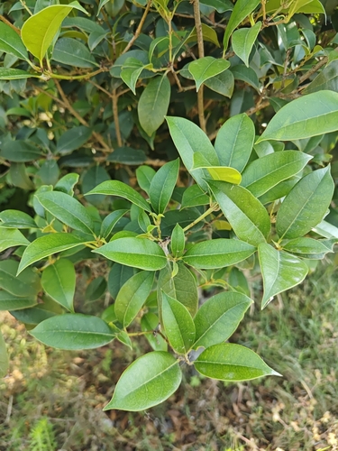 Sweet olive