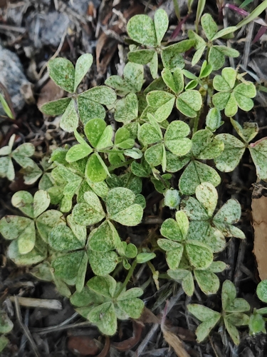 Creeping Woodsorrel
