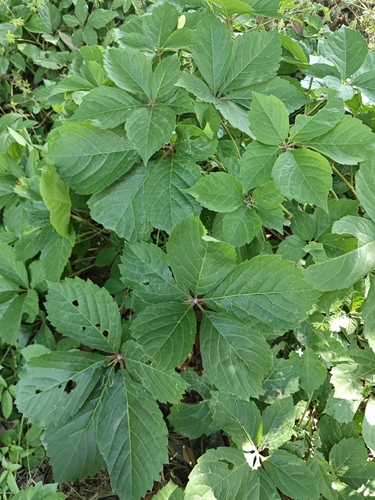 Virginia creeper