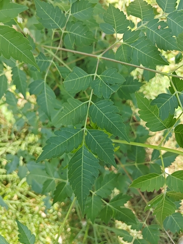 Chinaberry