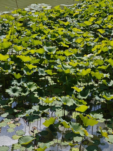 Sacred Lotus