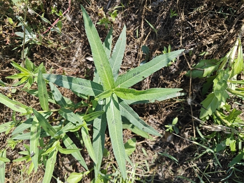 water smartweed