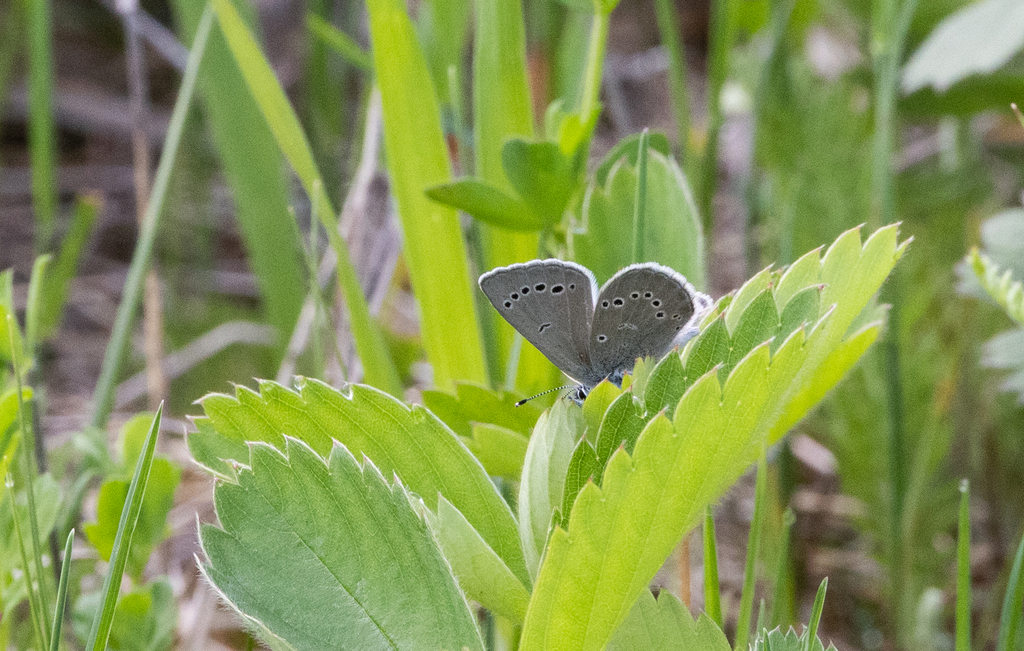 Silvery Blue from Chaumont Barrens Nature Preserve on May 20, 2024 at