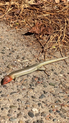 iNaturalist observation photo of Gilbert's Skink