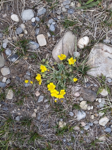 Potentilla concinna var. concinna