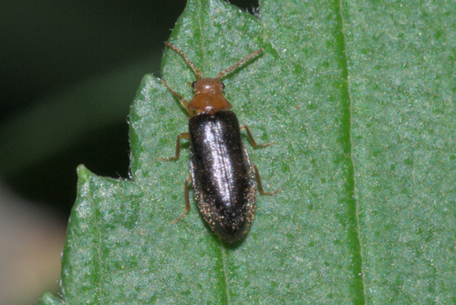 Blatchleya gracilis