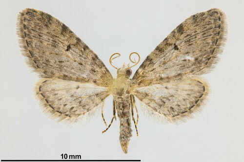iNaturalist observation photo of Tamarack Looper