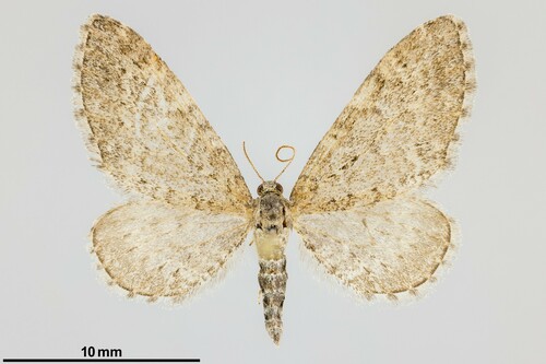 iNaturalist observation photo of Satyr Pug Moth