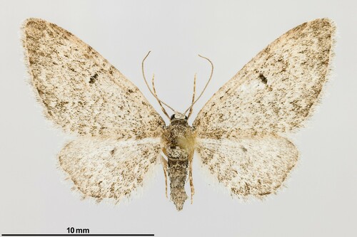 iNaturalist observation photo of Larch Pug Moth