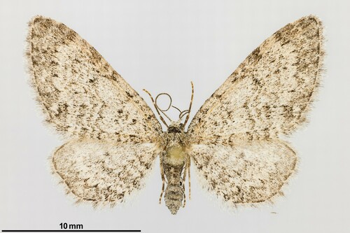 iNaturalist observation photo of Larch Pug Moth