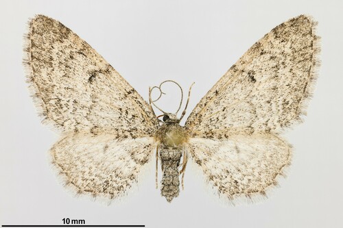 iNaturalist observation photo of Larch Pug Moth
