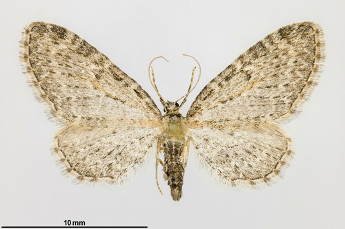 iNaturalist observation photo of Eupithecia lachrymosa
