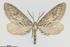 Glaucina gonia - Photo (c) naturecandids, all rights reserved, uploaded by naturecandids