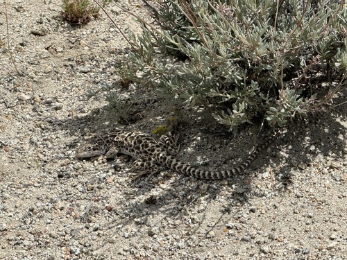 iNaturalist observation photo of Long-nosed Leopard Lizard