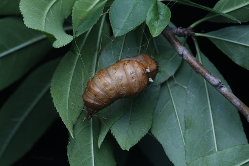 Pink Lymantria Moth