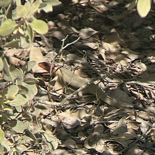 iNaturalist observation photo of Greater Brown Skink