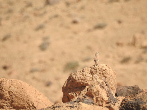 Desert Lark