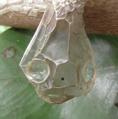 Brown Tree Snake sighting