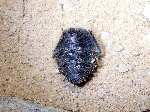 Edrotes ventricosus