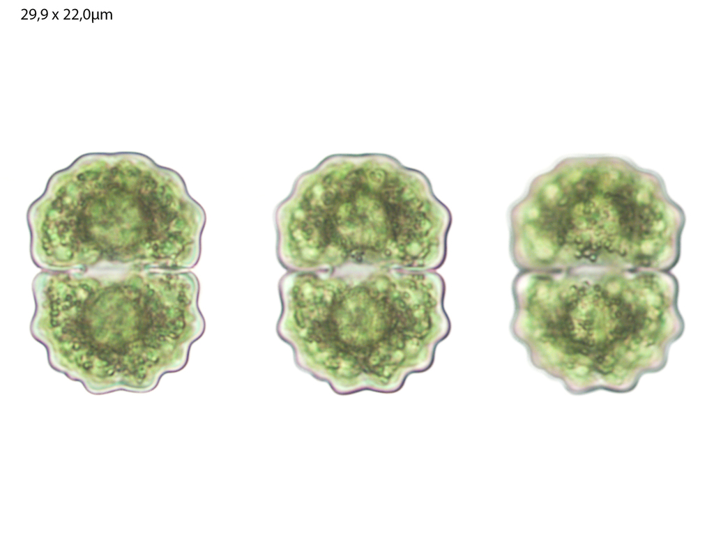 Cosmarium crenulatum from Wanneperveen, Nederland on May 25, 2024 at 10 ...