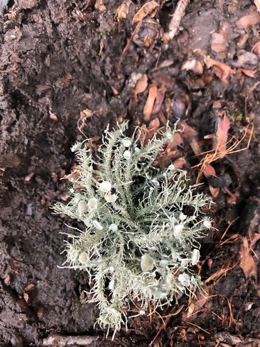 Bushy beard lichen