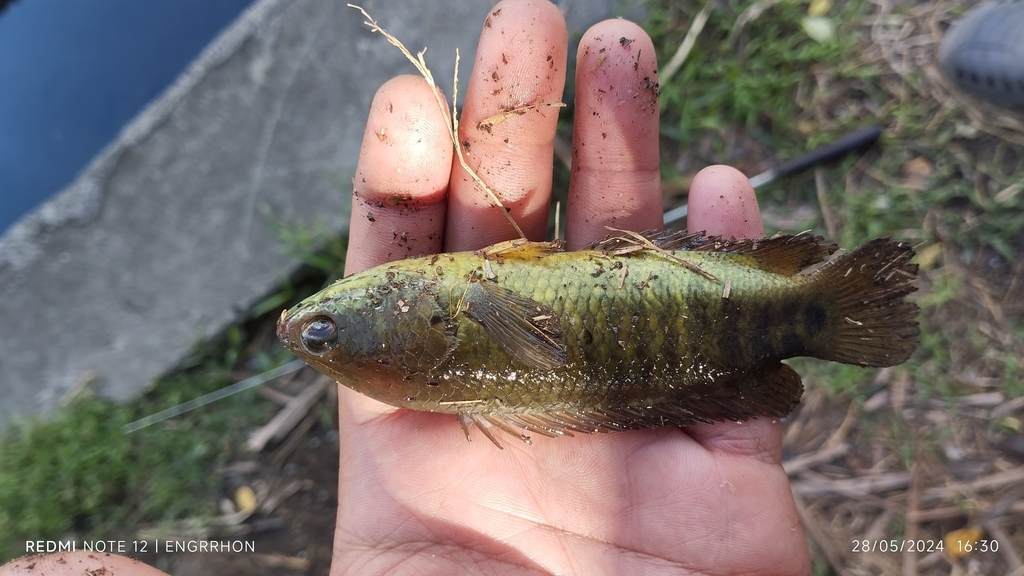 Climbing Perch from San Francisco (Pob.), City of Iriga, Camarines Sur ...