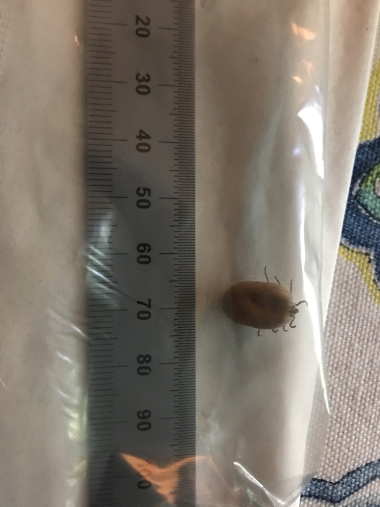 Ticks from 14712 Cobalt St, Los Angeles, CA, US on May 12, 2019 at 05