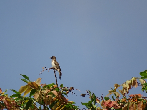 Common Bulbul