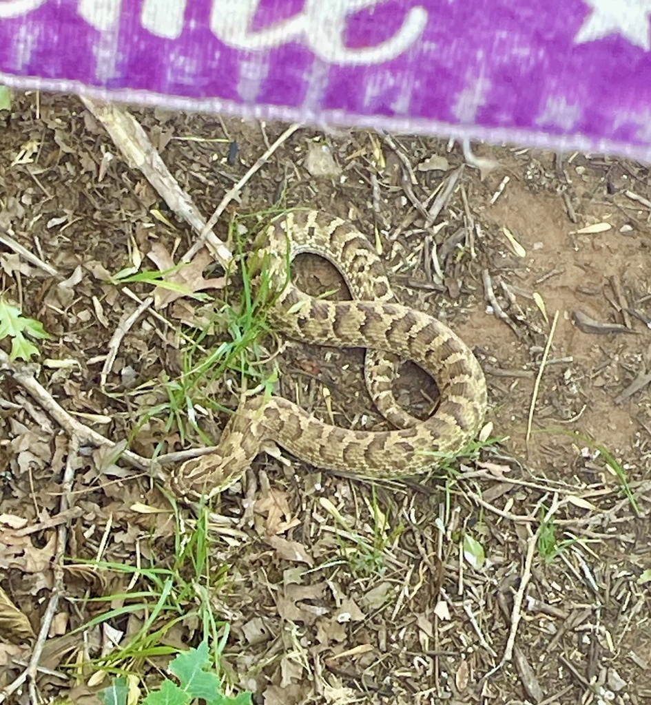 Plains Hognose Snake in May 2024 by Christina Reiter · iNaturalist