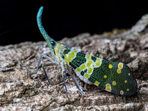 Pyrops viridirostris (Westwood, 1848)