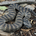 Common Death Adder - Photo (c) Matthijs Hollanders, all rights reserved, uploaded by Matthijs Hollanders