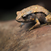 Pouched Frog - Photo (c) Matthijs Hollanders, all rights reserved, uploaded by Matthijs Hollanders