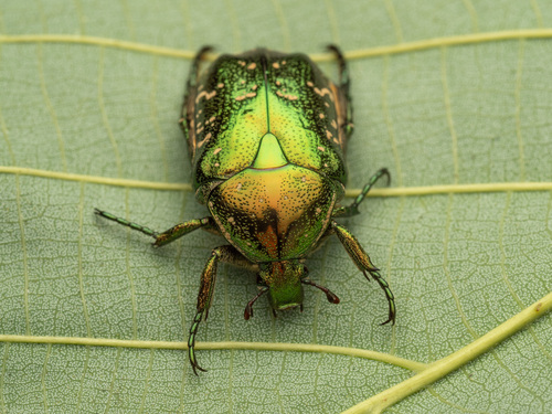 Oriental Flower Beetle