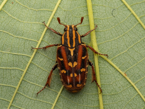 Euselates
