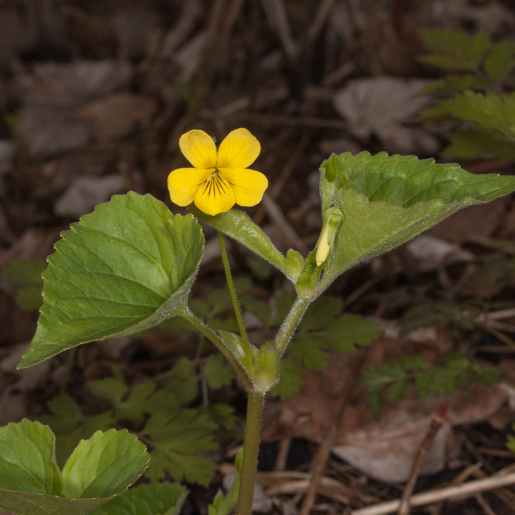 Viola pubescens — a medium houseplant, prefers partial sun light