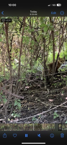 iNaturalist observation 2024-05-28