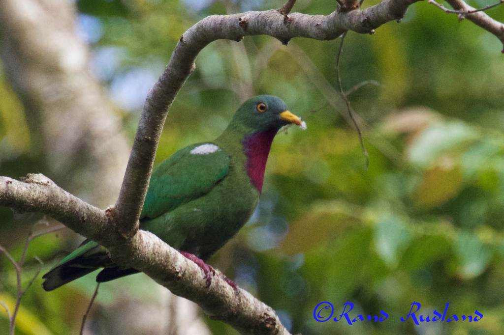 Claret-breasted Fruit-Dove (Ptilinopus viridis) photo