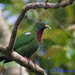 Claret-breasted Fruit Dove - Photo (c) Rand Rudland, all rights reserved, uploaded by Rand Rudland