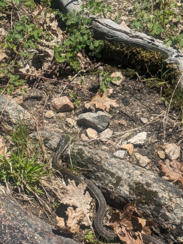 iNaturalist observation photo of Sierra Garter Snake