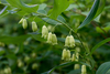 Smooth Solomon's Seal - Photo (c) Eric Hunt, all rights reserved