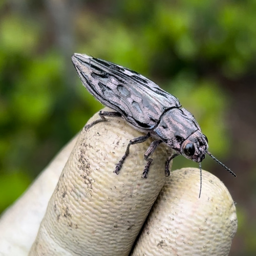 Western Sculptured Pine Borer