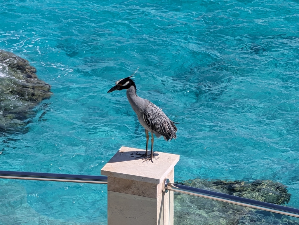 Yellow-crowned Night Heron from Southampton Parish, Bermuda on May 27 ...